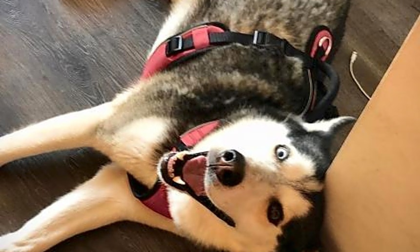 These Atlanta-based dogs are up for adoption and in need of a good home