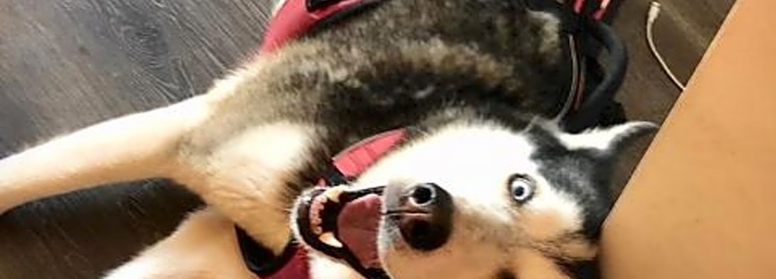 These Atlanta-based dogs are up for adoption and in need of a good home