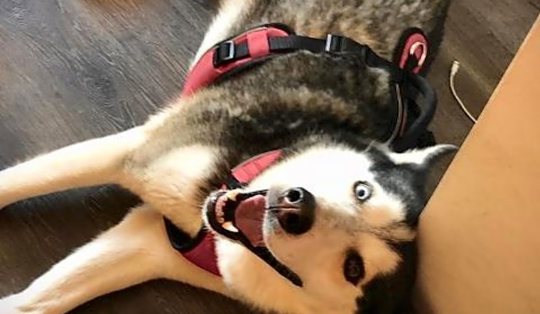 These Atlanta-based dogs are up for adoption and in need of a good home