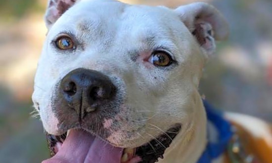 These Jacksonville-based doggies are up for adoption and in need of a good home
