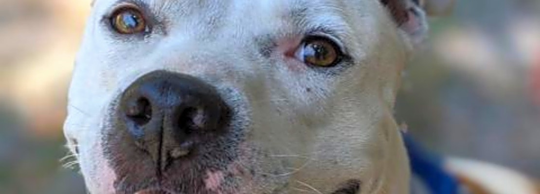 These Jacksonville-based doggies are up for adoption and in need of a good home