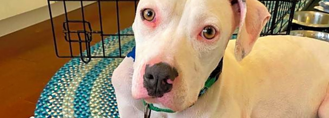 5 delightful doggies to adopt now in Orlando