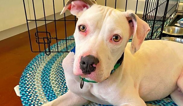 5 delightful doggies to adopt now in Orlando