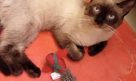 These Miami-based felines are up for adoption and in need of a good home