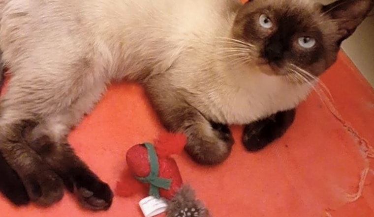 These Miami-based felines are up for adoption and in need of a good home