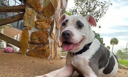 4 lovable pups to adopt now in Tampa