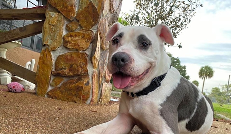 4 lovable pups to adopt now in Tampa