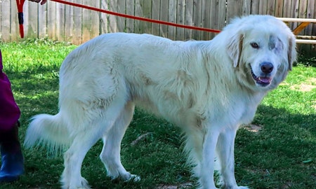 6 delightful doggies to adopt now in Nashville