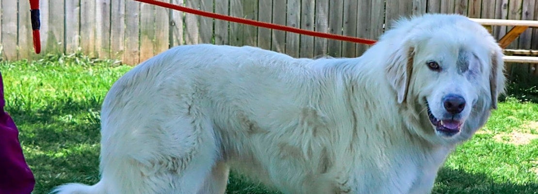 6 delightful doggies to adopt now in Nashville