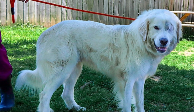 6 delightful doggies to adopt now in Nashville