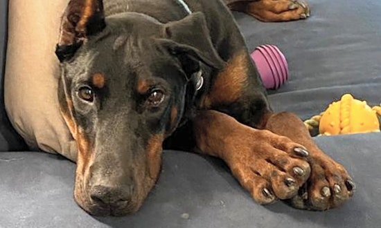 Looking to adopt a pet? Here are 6 lovable pups to adopt now in Minneapolis