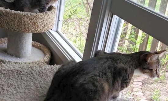 These Saint Paul-based felines are up for adoption and in need of a good home