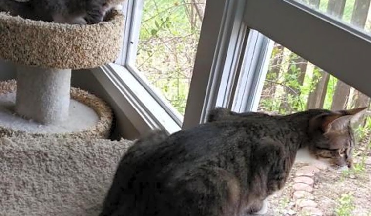 These Saint Paul-based felines are up for adoption and in need of a good home