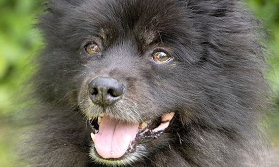7 delightful doggies to adopt now in Chicago
