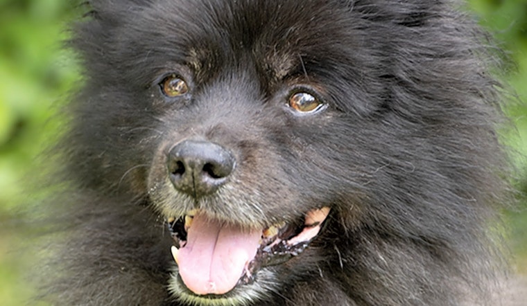7 delightful doggies to adopt now in Chicago