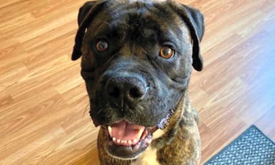 These St. Louis-based pups are up for adoption and in need of a good home