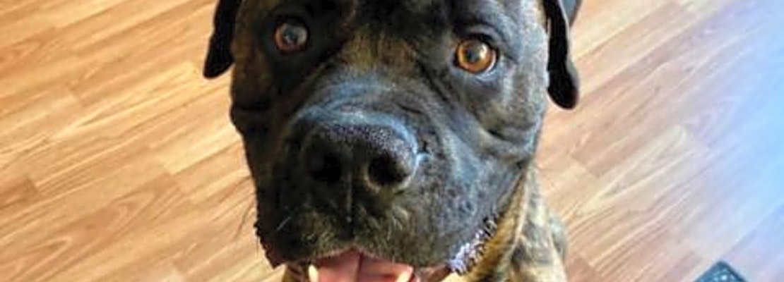 These St. Louis-based pups are up for adoption and in need of a good home