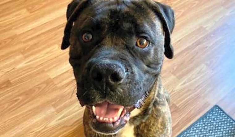 These St. Louis-based pups are up for adoption and in need of a good home