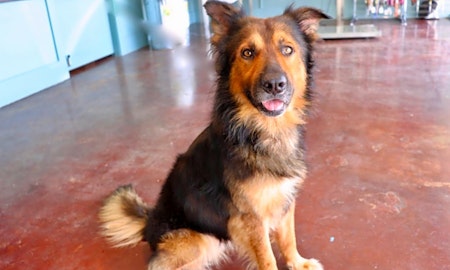 6 delightful doggies to adopt now in San Antonio