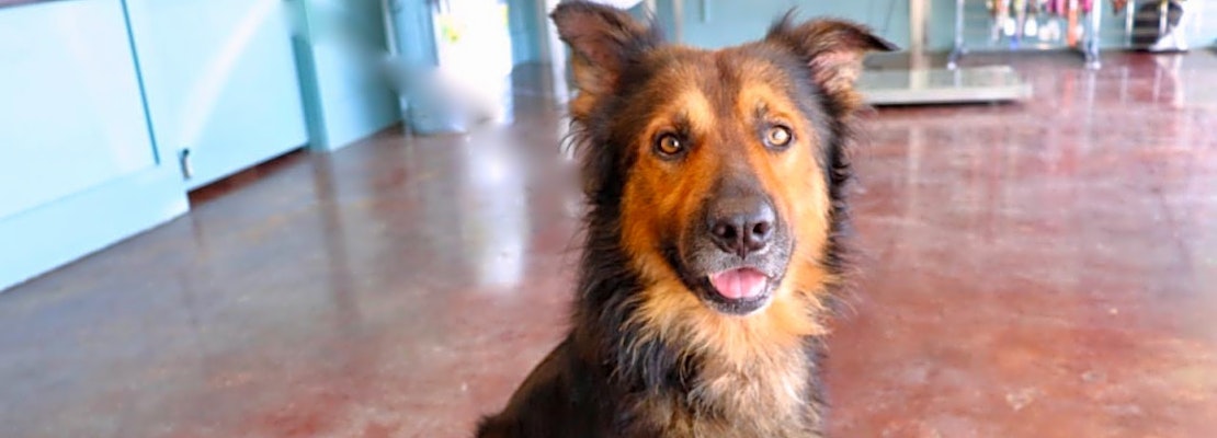 6 delightful doggies to adopt now in San Antonio