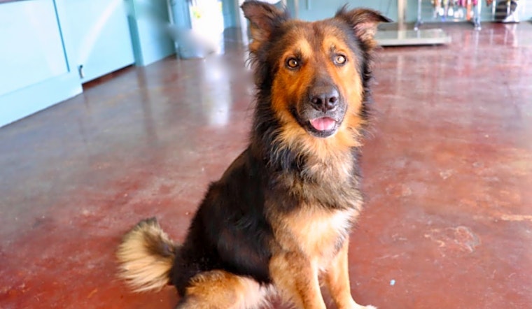 6 delightful doggies to adopt now in San Antonio
