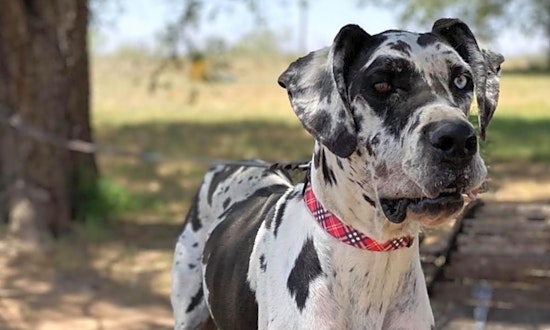 Always wanted a pet? Here are 6 cuddly canines to adopt now in Dallas