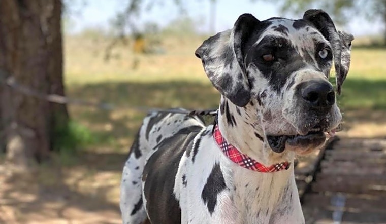 Always wanted a pet? Here are 6 cuddly canines to adopt now in Dallas