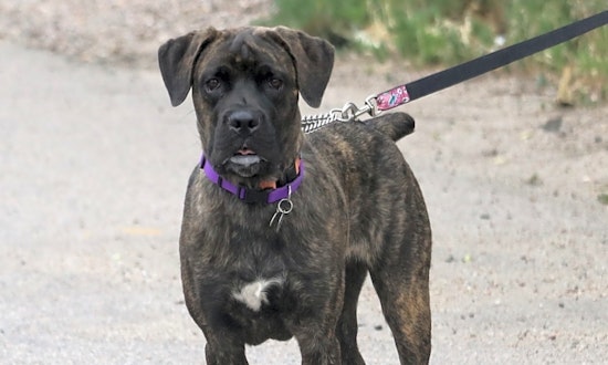 These Denver-based dogs are up for adoption and in need of a good home