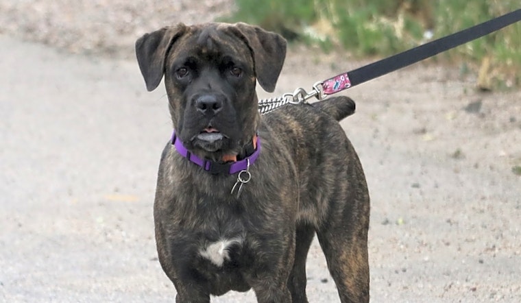 These Denver-based dogs are up for adoption and in need of a good home