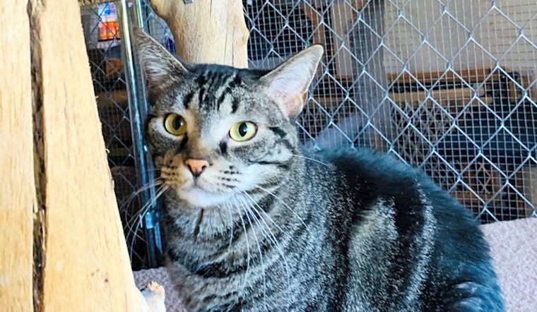 These Aurora-based cats are up for adoption and in need of a good home