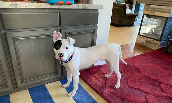 These Las Vegas-based pups are up for adoption and in need of a good home