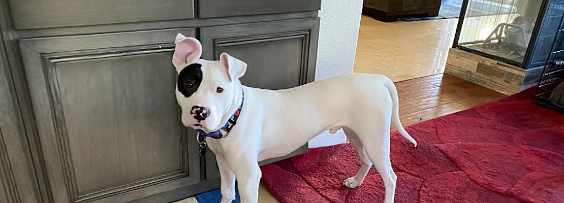These Las Vegas-based pups are up for adoption and in need of a good home
