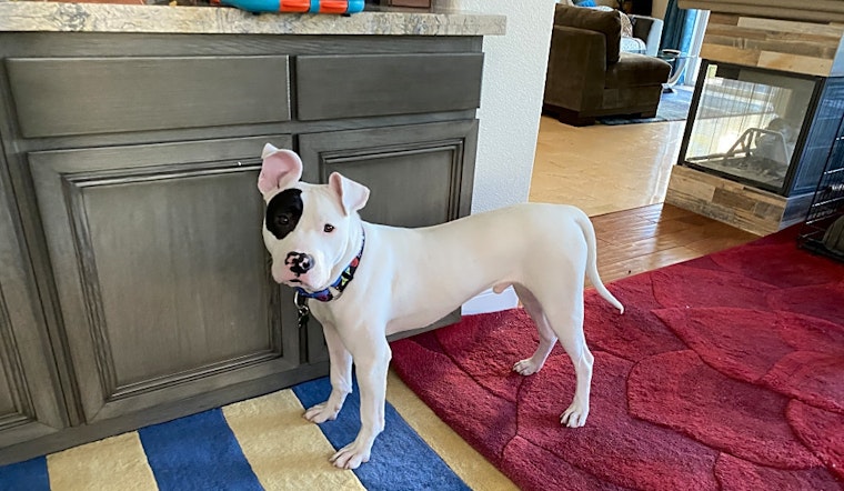 These Las Vegas-based pups are up for adoption and in need of a good home