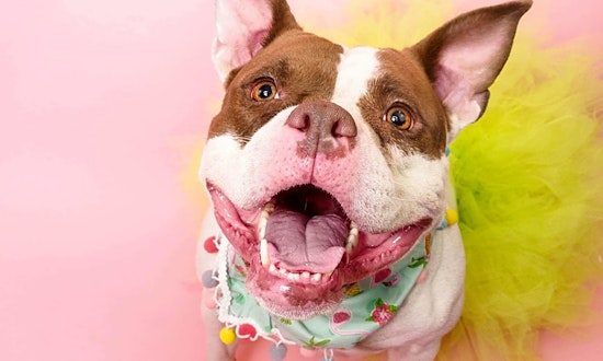 These Phoenix-based dogs are up for adoption and in need of a good home