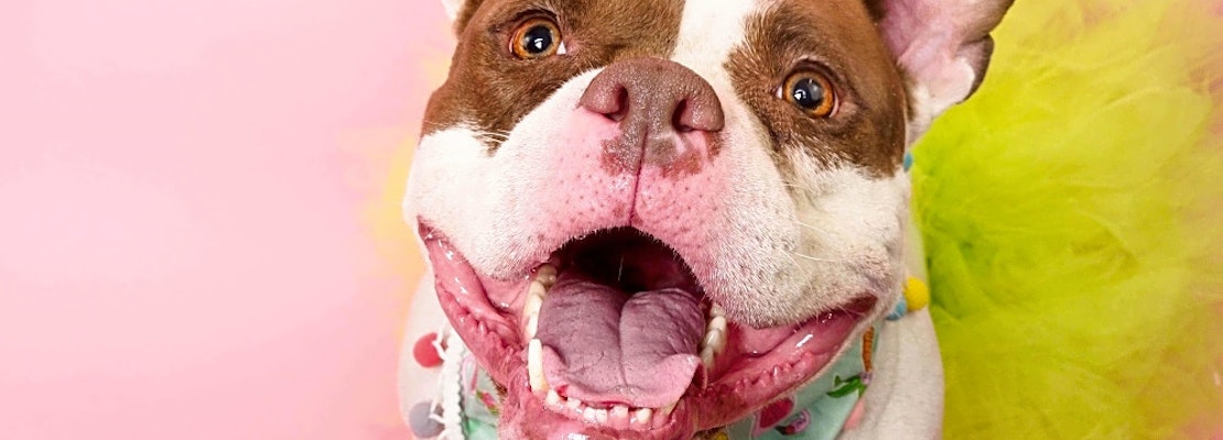 These Phoenix-based dogs are up for adoption and in need of a good home