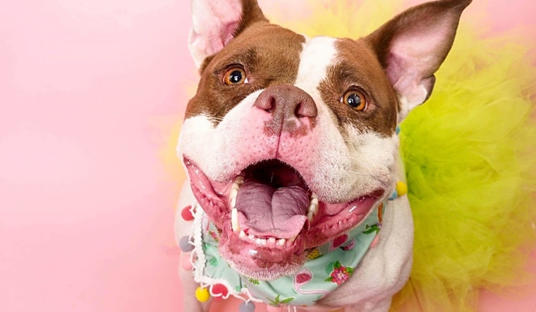 These Phoenix-based dogs are up for adoption and in need of a good home