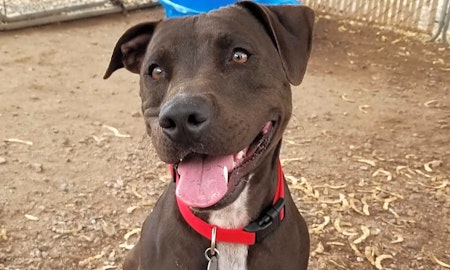 Want to adopt a pet? Here are 5 cuddly canines to adopt now in Mesa