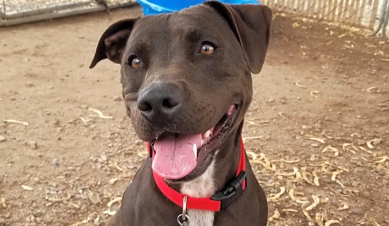 Want to adopt a pet? Here are 5 cuddly canines to adopt now in Mesa