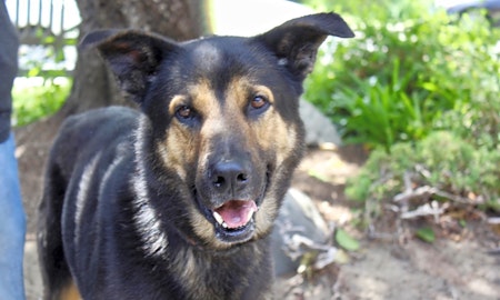 Looking to adopt a pet? Here are 5 delightful doggies to adopt now in Los Angeles