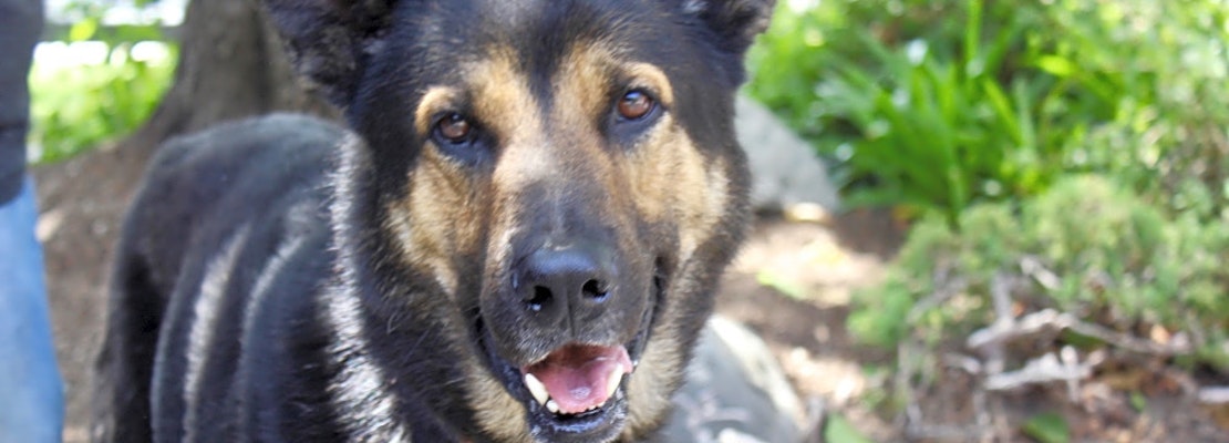 Looking to adopt a pet? Here are 5 delightful doggies to adopt now in Los Angeles