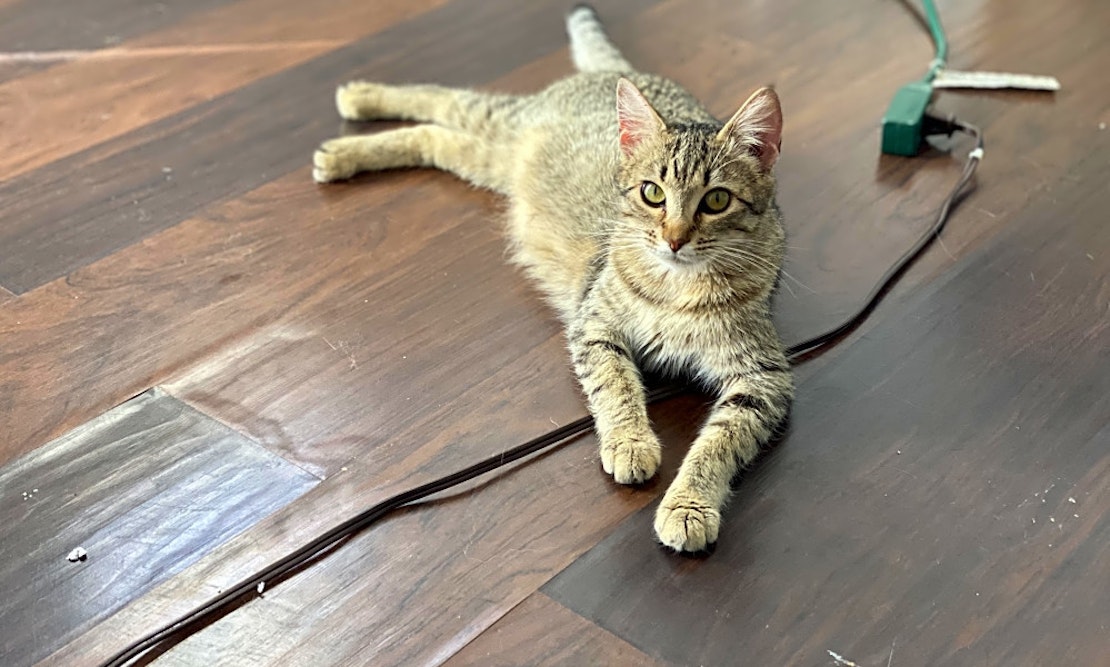 3 cool kitties to adopt now in Long Beach