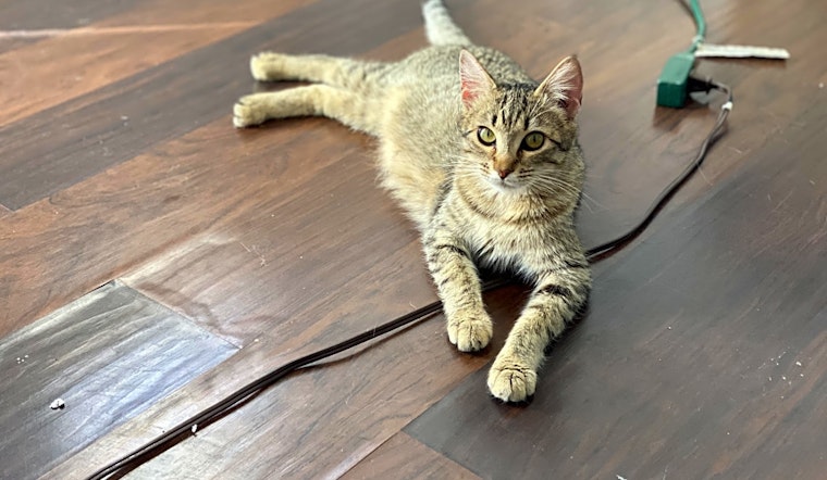 3 cool kitties to adopt now in Long Beach