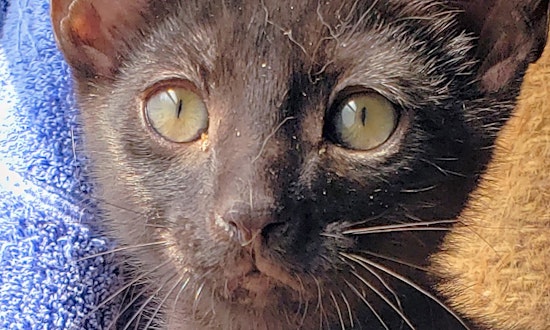 4 cuddly kittens to adopt now in Irvine