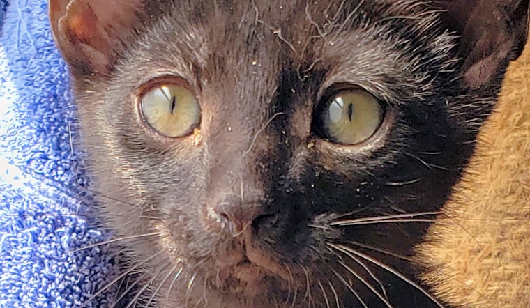 4 cuddly kittens to adopt now in Irvine