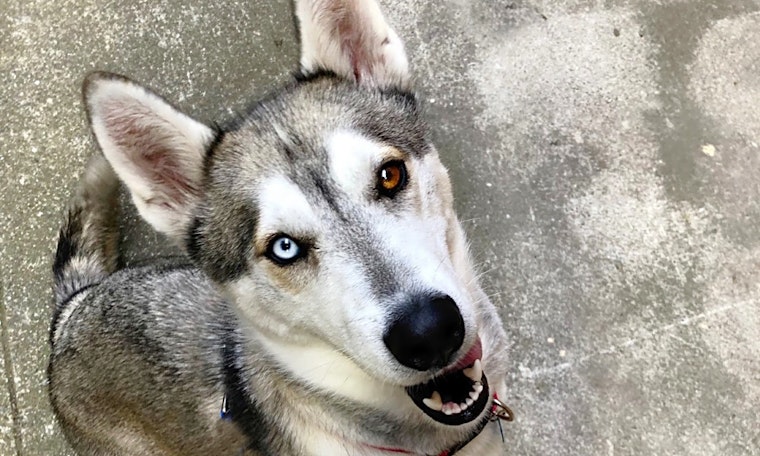 San Francisco-based doggies up for adoption