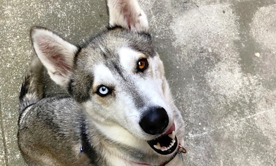 San Francisco-based doggies up for adoption