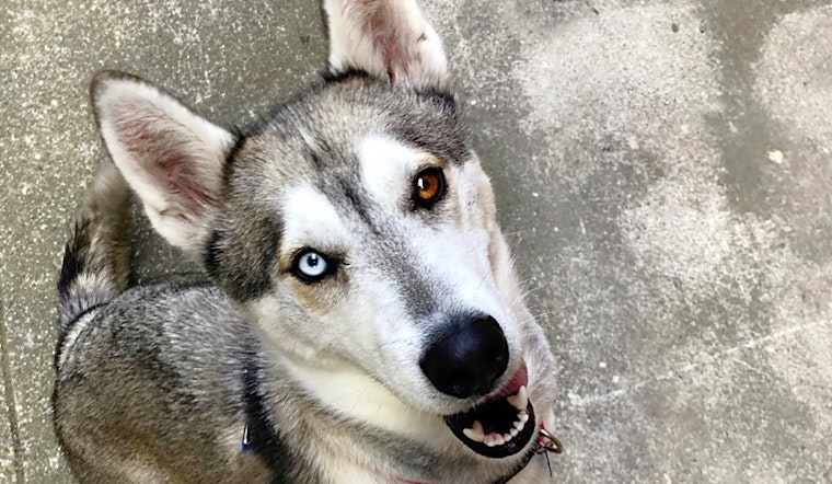San Francisco-based doggies up for adoption