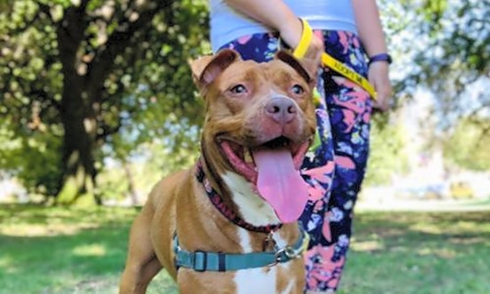 Looking to adopt a pet? Here are 5 delightful doggies to adopt now in Oakland