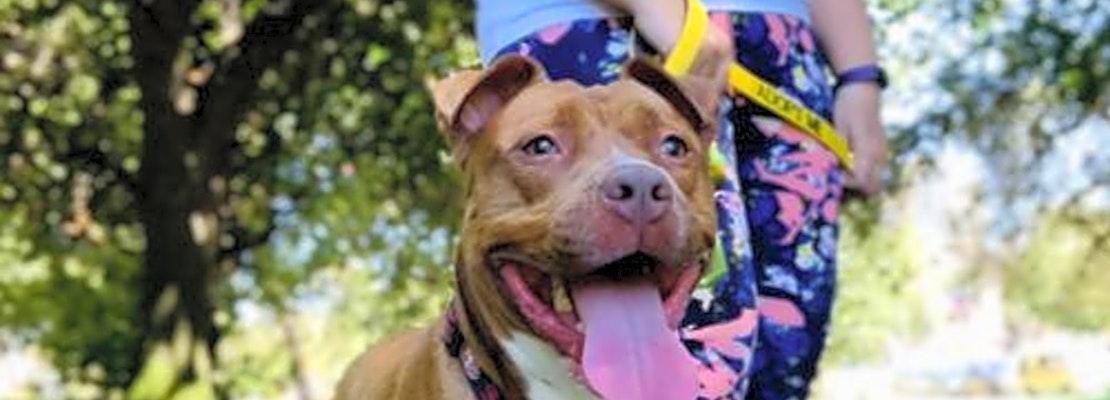 Looking to adopt a pet? Here are 5 delightful doggies to adopt now in Oakland
