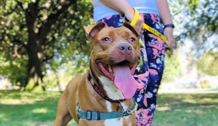 Looking to adopt a pet? Here are 5 delightful doggies to adopt now in Oakland